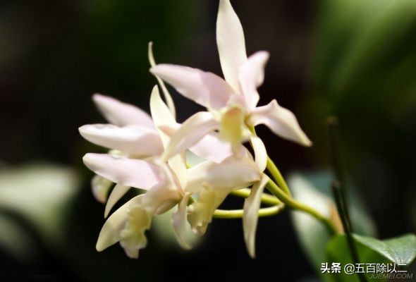 空谷幽兰，屈原的十句关于兰花的诗句，美极了