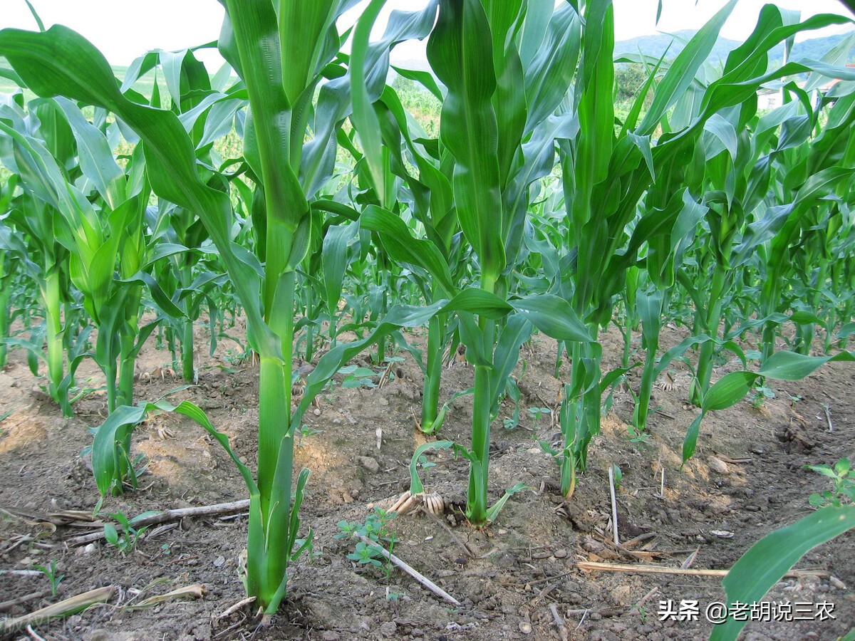 不知道种植哪个玉米品种好？这10个玉米品种都不错，你自己选择