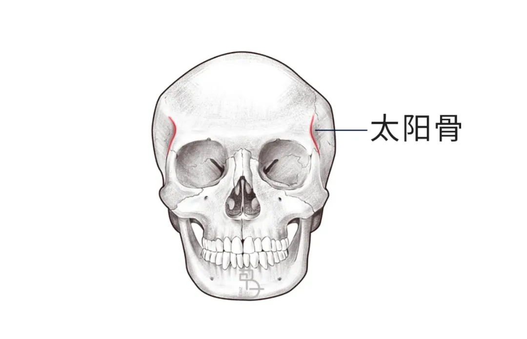 如何用脑科学的方式打开传统骨相学？