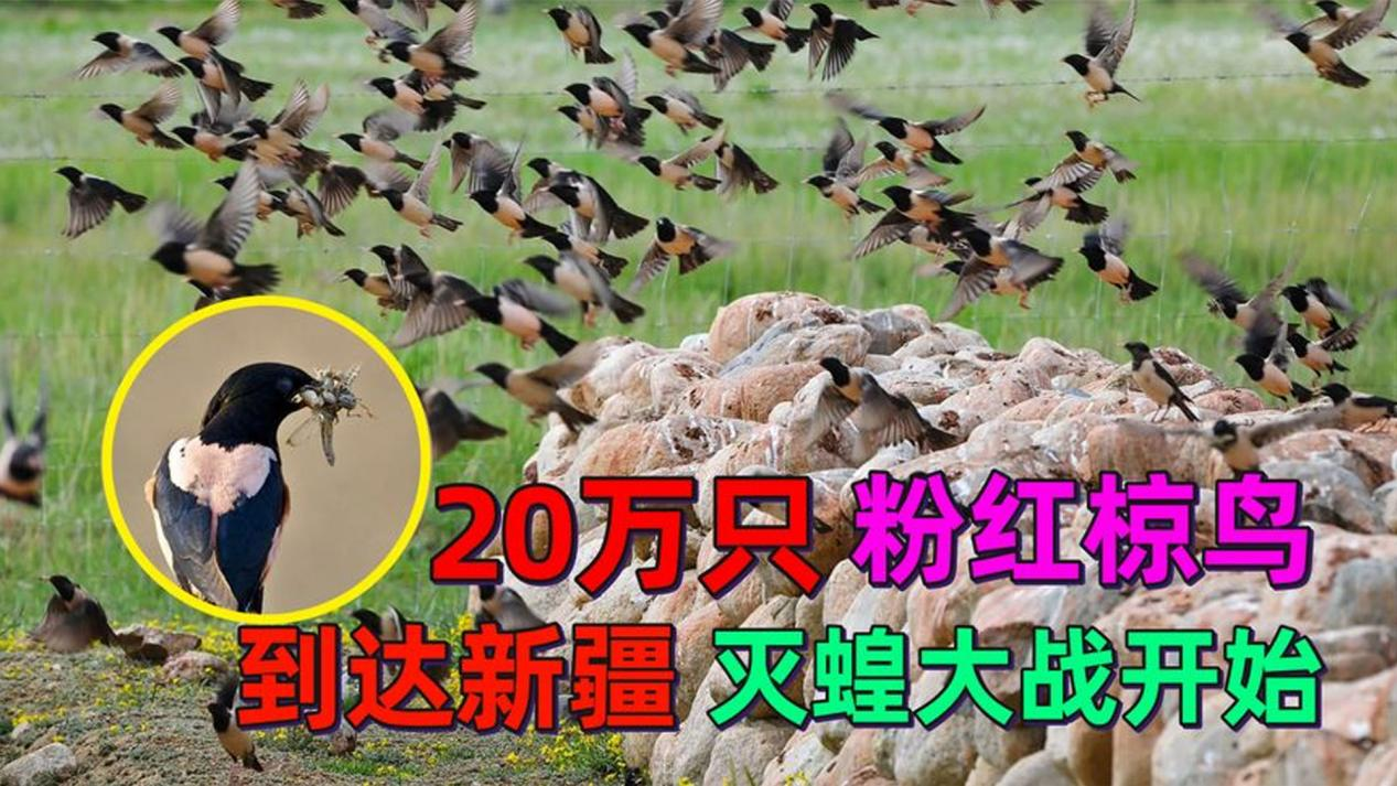 20万只粉红椋鸟入疆，蝗虫够吃吗？蝗灾究竟有多大危害