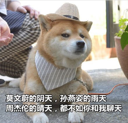 柴犬土味情话表情包合集｜你知道我的缺点是什么吗？