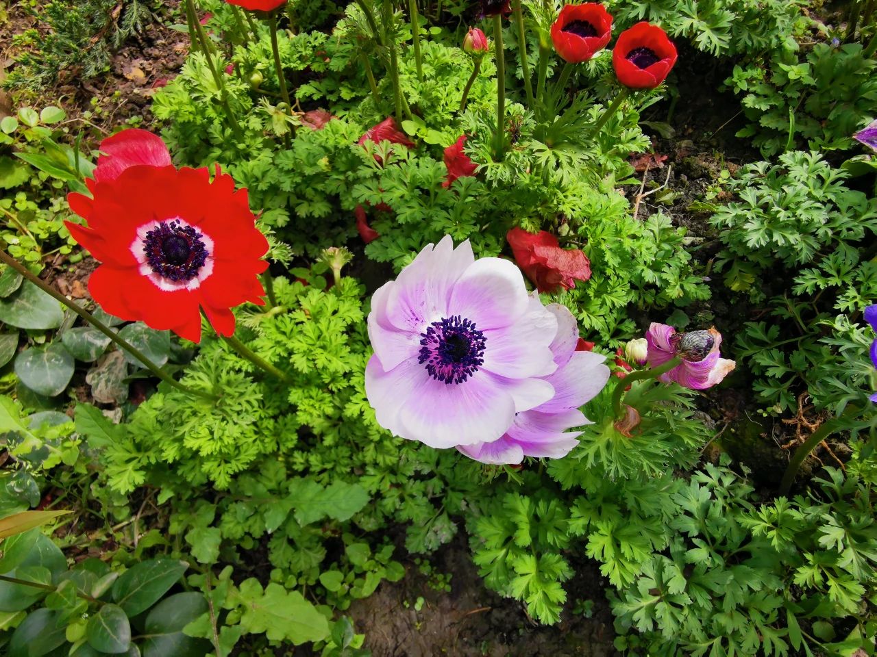 三四月份开的花（3月份灿烂开花的观赏花卉）