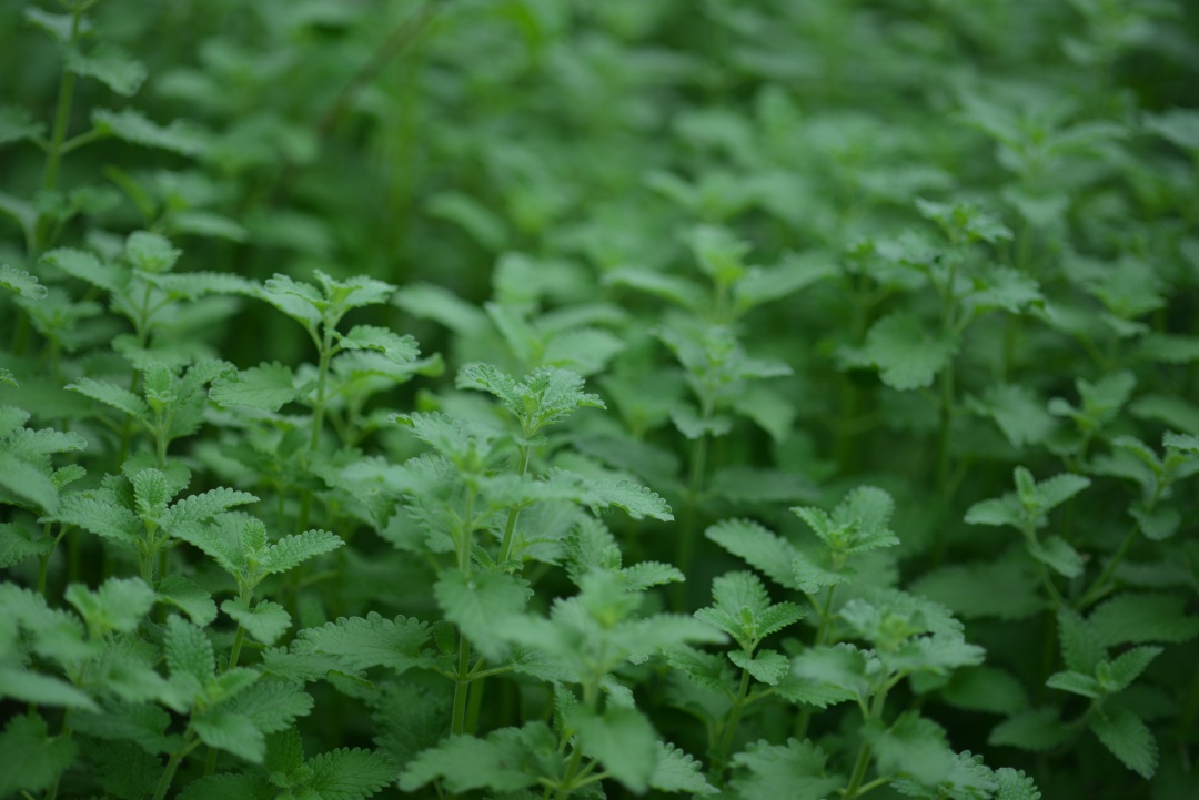 可以给夏季花园视觉降温的13种银叶植物