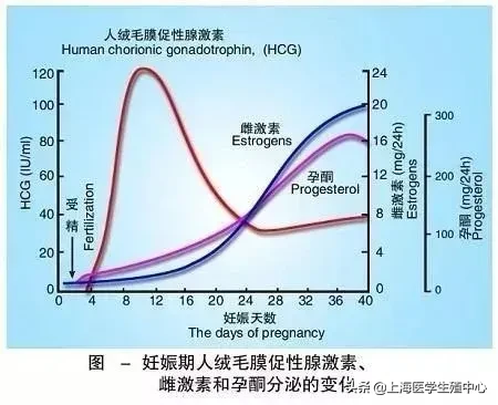 HCG不仅仅在自然受孕中作用很大，在试管助孕中也同样发挥着重要作用！