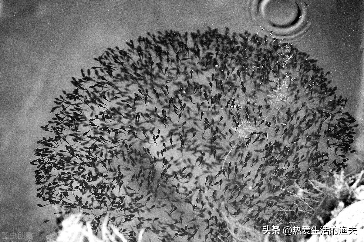 从喂食过滤等角度总结一篇尽量全面的孵化金鱼鱼苗的饲养攻略