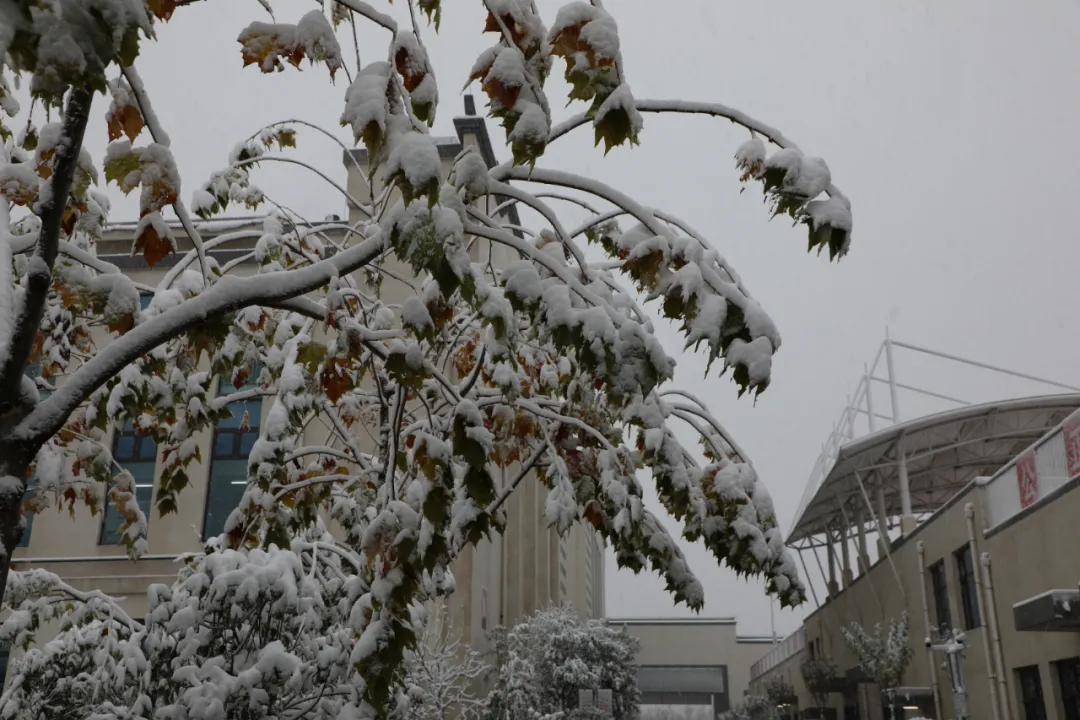 初雪中的开元学校,真美