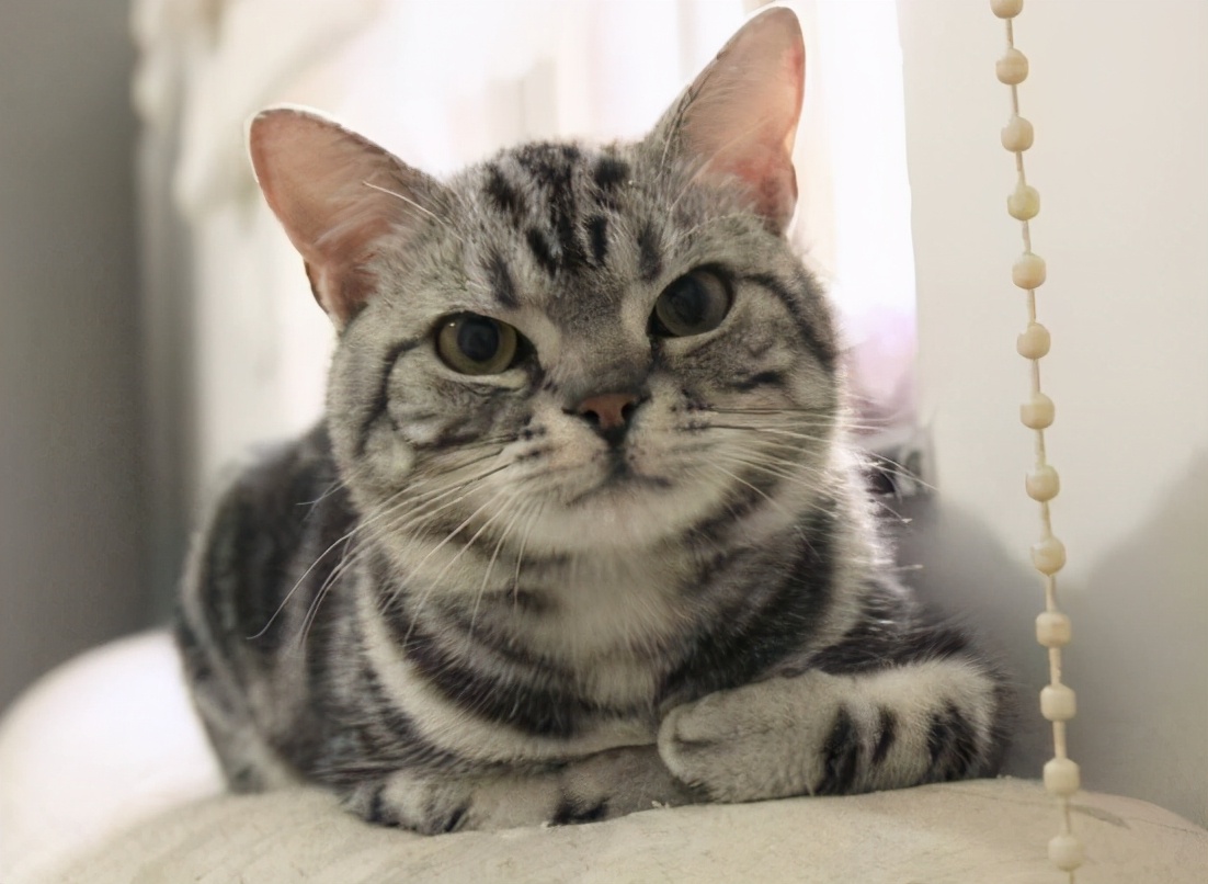 寿命最长的猫（知识科普最长寿的6种猫咪）