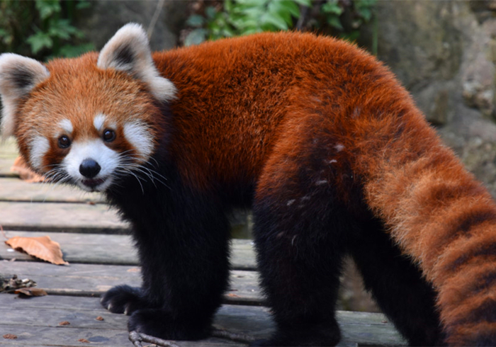 狸猫到底是哪种生物,不是狸也不是猫,实际上却是狗狗的近亲