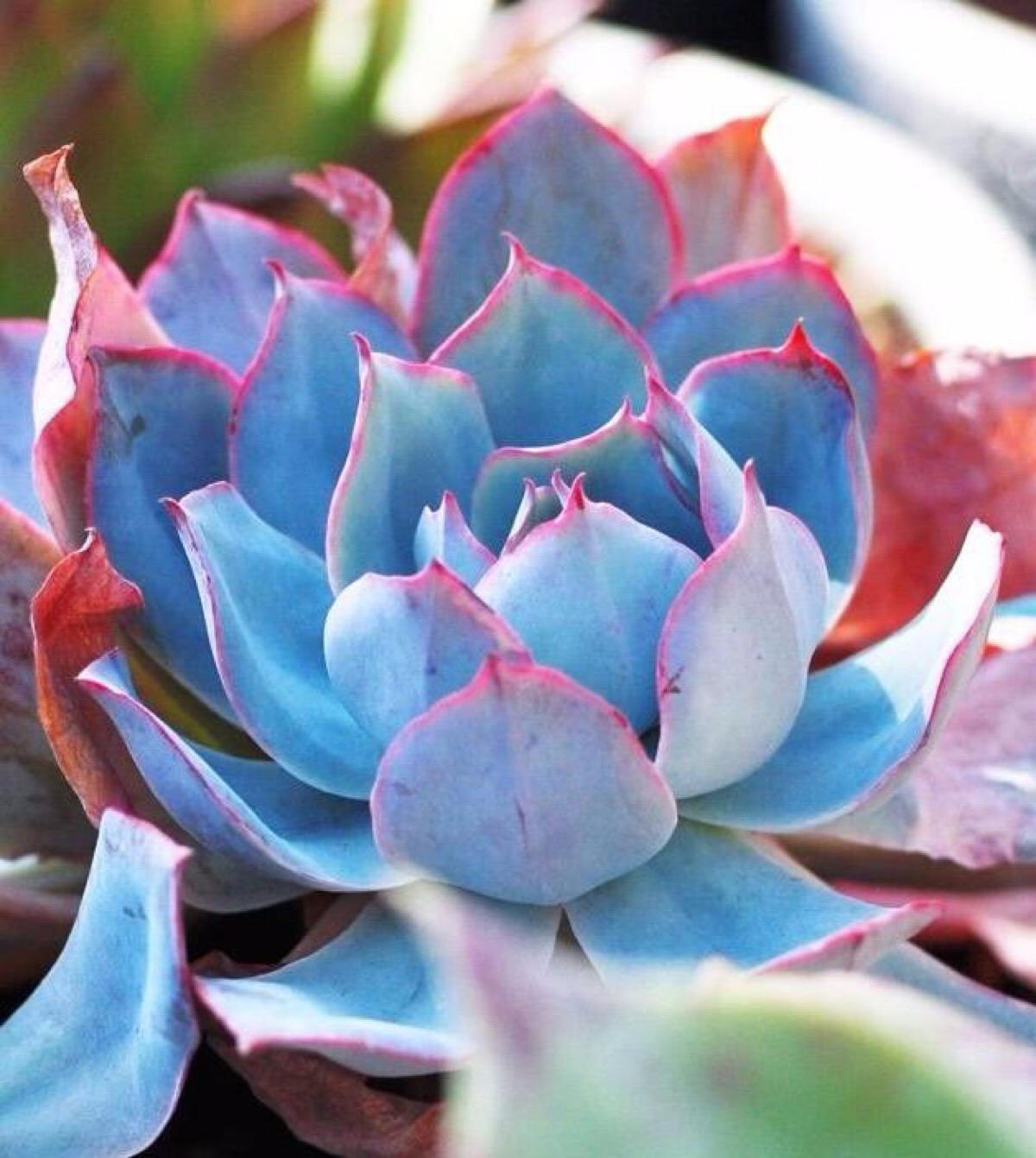 经典的蓝色多肉,秋天很"惊艳",快看看你养了没有