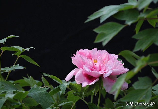 菊花代表什么花语（花语系列之中国十大名花）