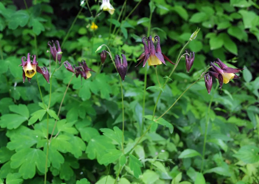 耧斗菜的近亲们