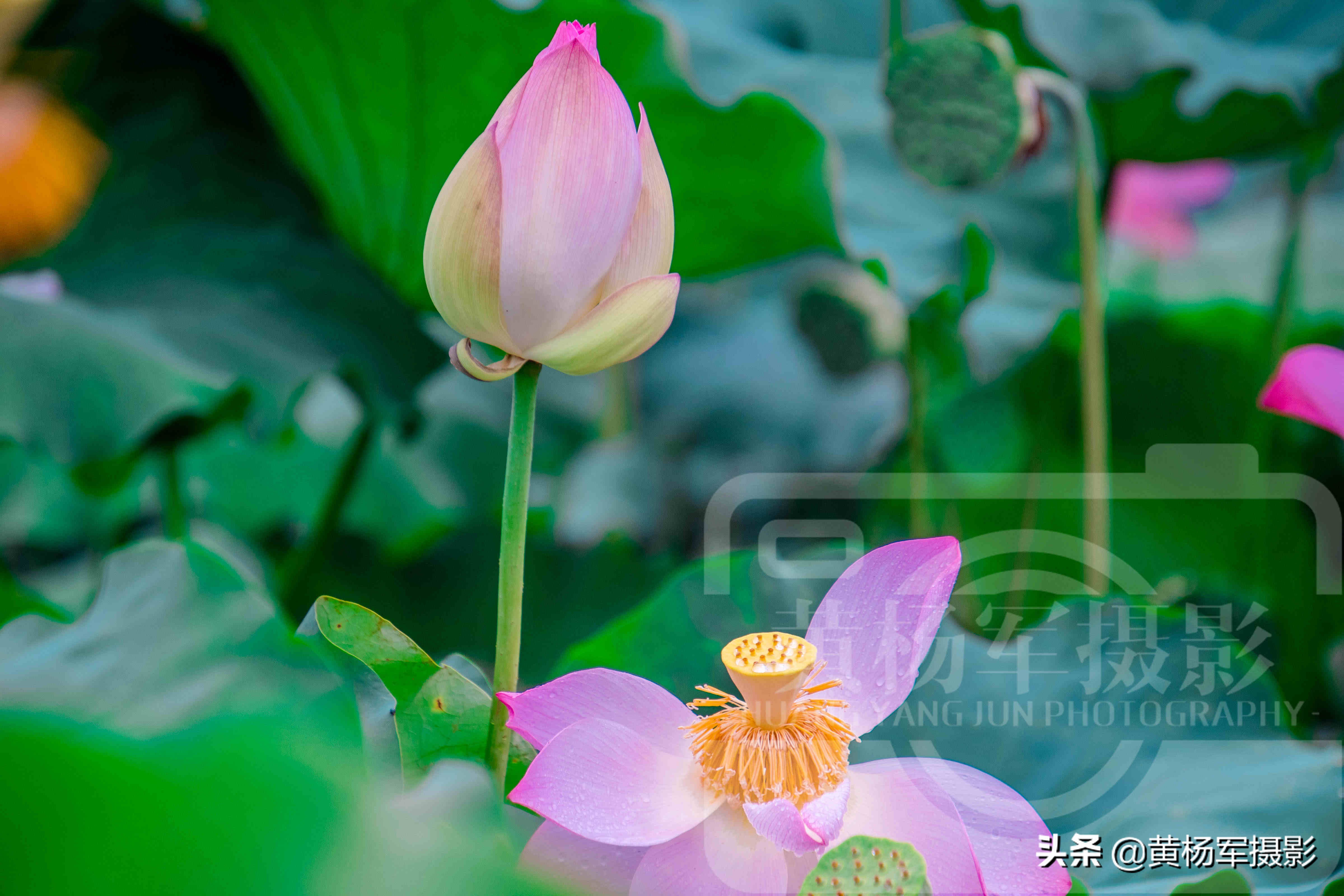 遇见雨中妩媚绽放的荷花，芬芳靓丽，娇艳多姿的花朵湿润百态的美