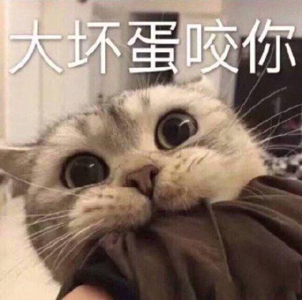 可爱猫咪的表情包我的悲伤大概有这么大