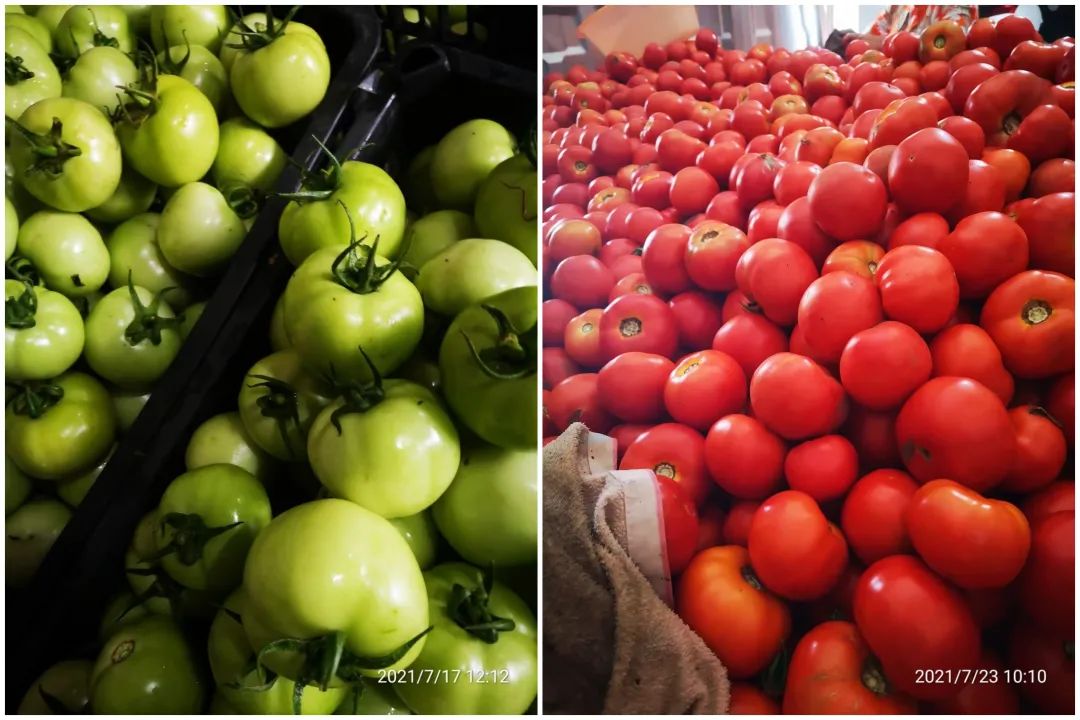 西红柿价格持续低迷，地头价五六毛一斤，菜农、批发商都赔钱，今年还能好转吗？