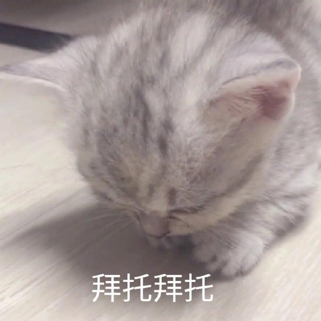 甜甜的猫咪表情包要亲亲