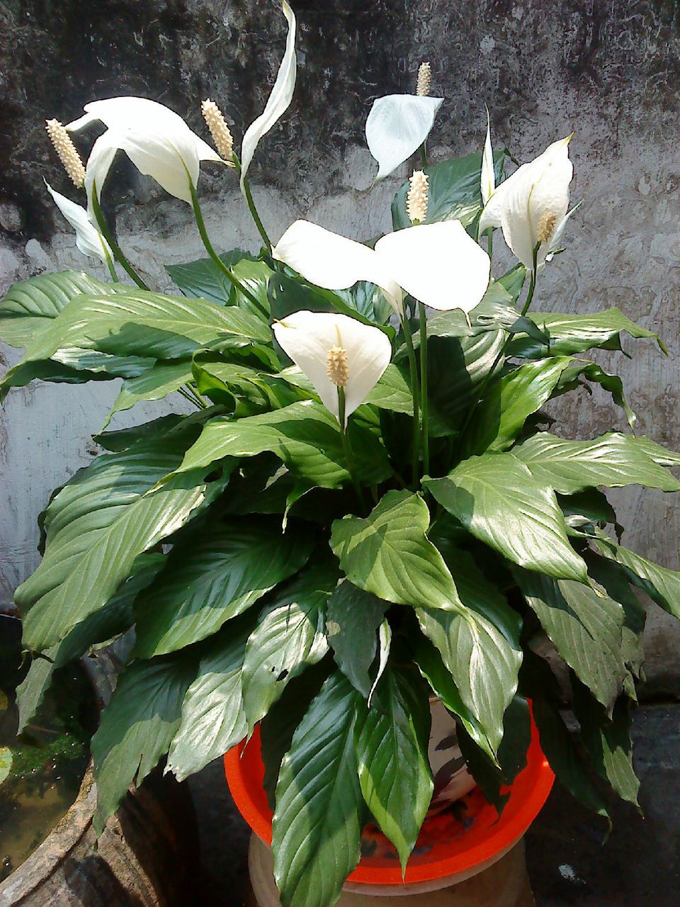 露地花卉白鹤芋图片