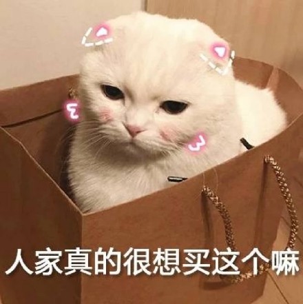 猫咪表情包：我投降我投降