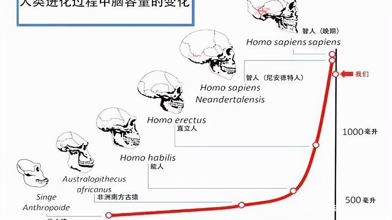 人和动物分娩存在哪些区别？为什么人剧痛无比，动物却轻而易举？