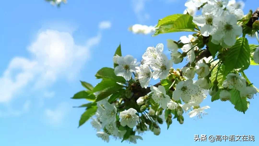 最美古诗词：愿你在今后的日子里，苦尽甘来，不负韶华不负卿