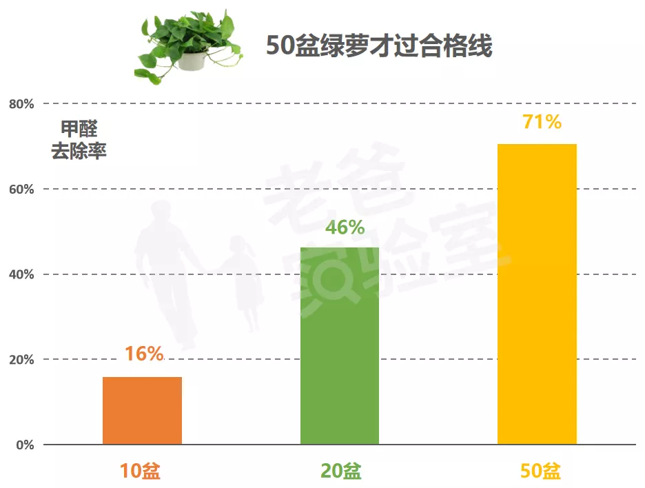 绿萝除醛，到底靠不靠谱？怒买50盆测试，结果有些颠覆