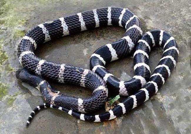 白花蛇有祛风湿,透筋骨,定抽搐的作用,可以泡酒服用!