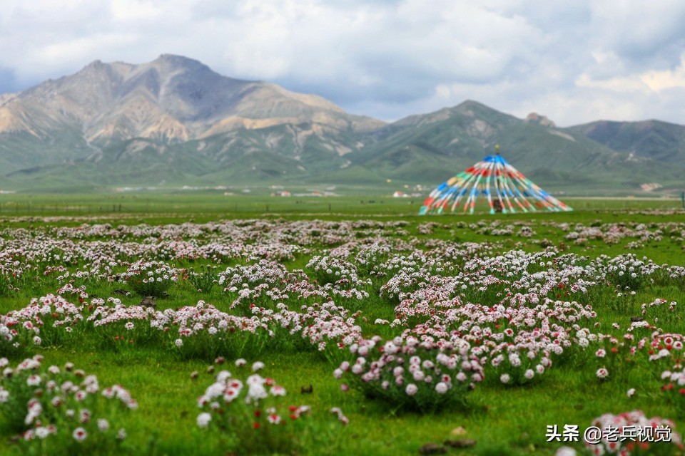 青海刚察：遇见惊艳的狼毒花