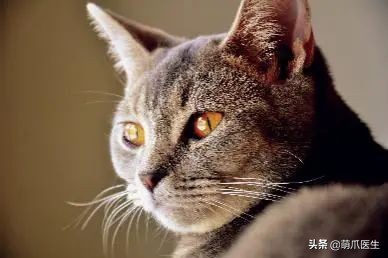 猫咪眼部分泌物不容忽视！预防眼部疾病，清洁和健康饮食很重要