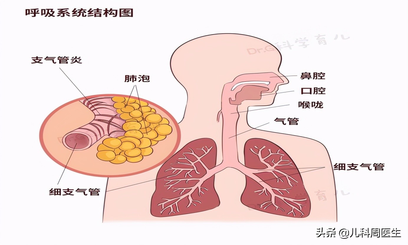 宝宝“喘憋、气促、三凹征”是什么病？当心，毛细支气管炎高风险