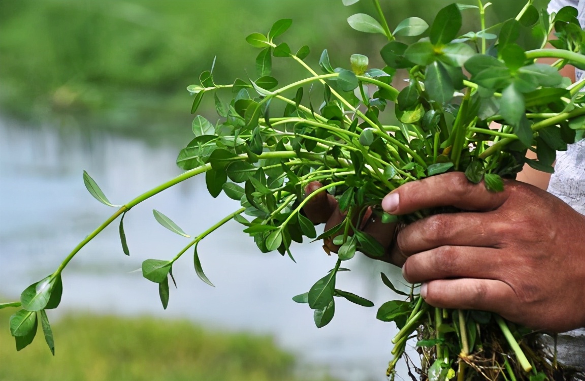 比水葫芦可怕,被吃掉拉出来还能继续生长,水花生真一无是处吗?