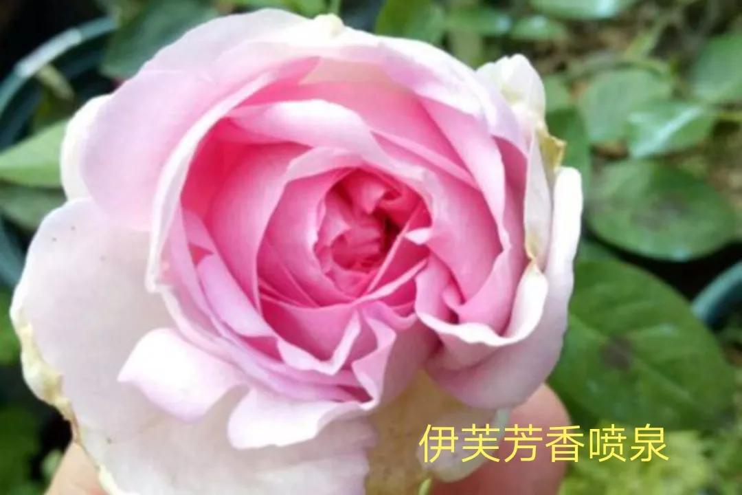 白荔枝玫瑰花语是什么（常见切花月季一览）