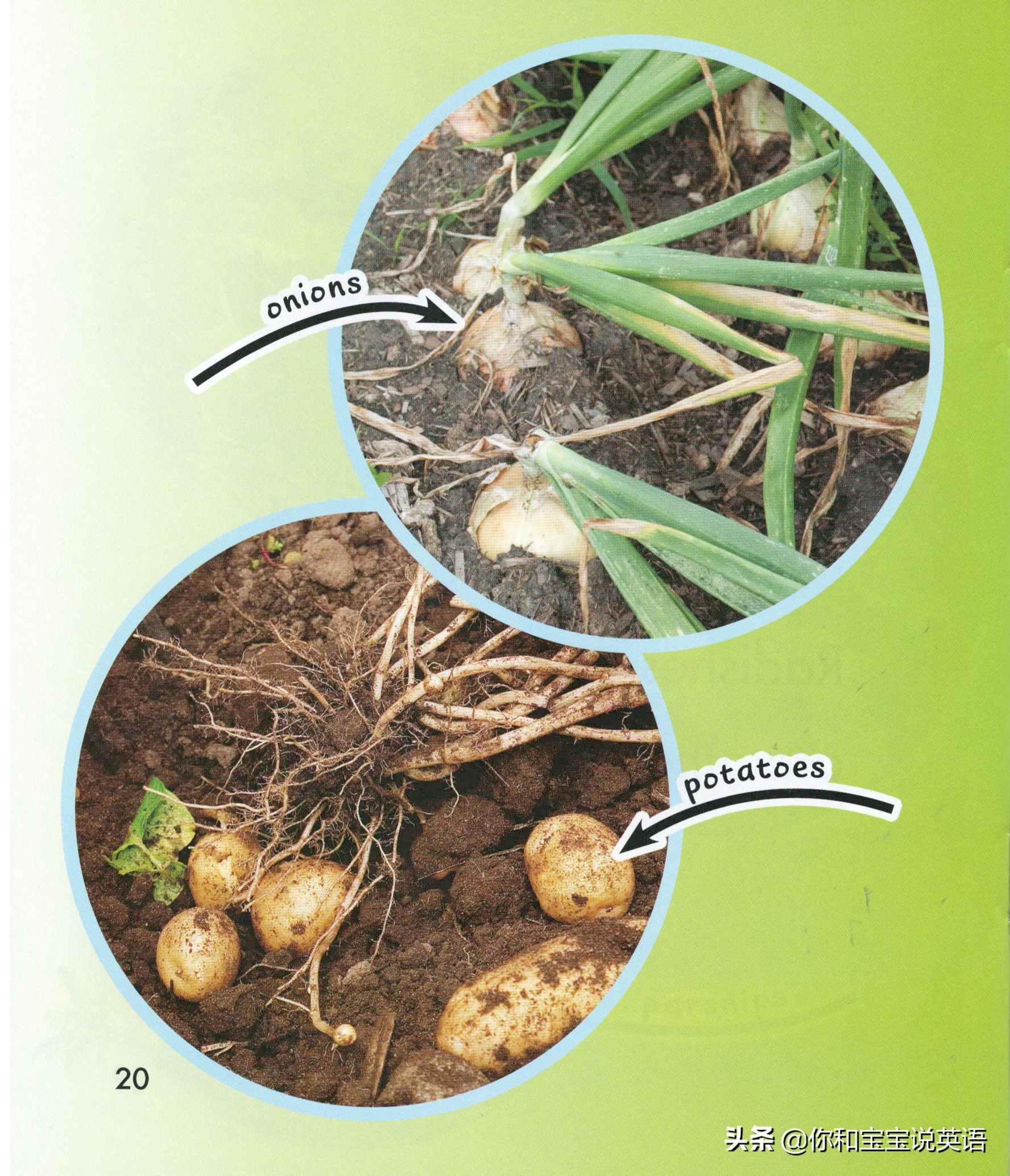 采摘亲子英文+科普—草莓蓝莓、萝卜白菜，谁长地上，谁长藤上？