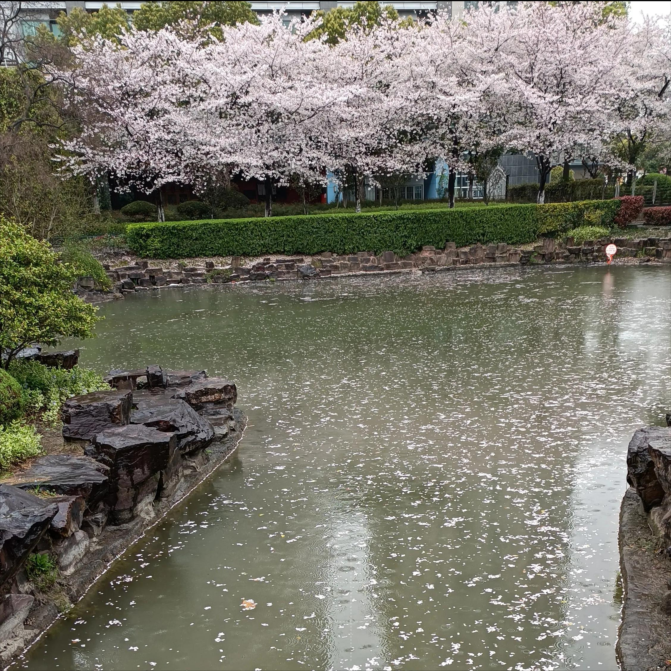 樱花遇上雨,邂逅一世的浪漫
