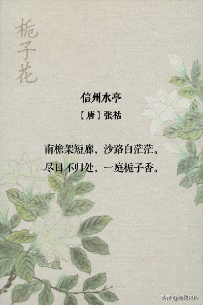 古诗词中的栀子花：在荫浓夏日之中，感受一份花之幽香！