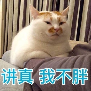 胖猫咪表情包：这不是胖，这是幸福肉