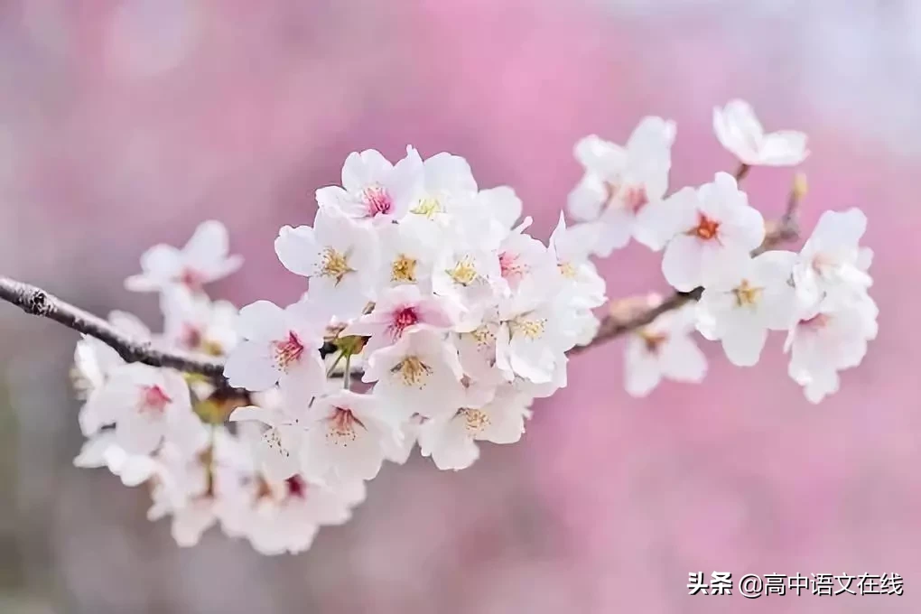 最美古诗词：愿你在今后的日子里，苦尽甘来，不负韶华不负卿