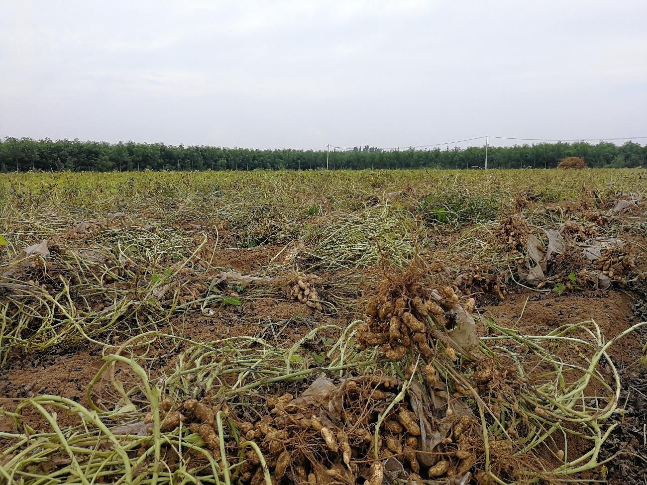 漂泊累了就回家！回农村创业如何选择项目，这四种值得考虑