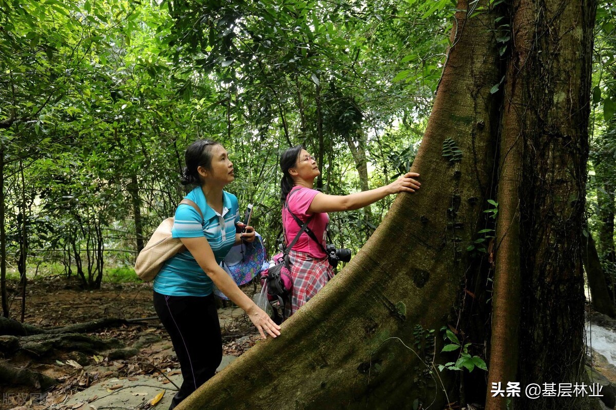 原始森林是什么样子的？原始森林有哪些显著特征？