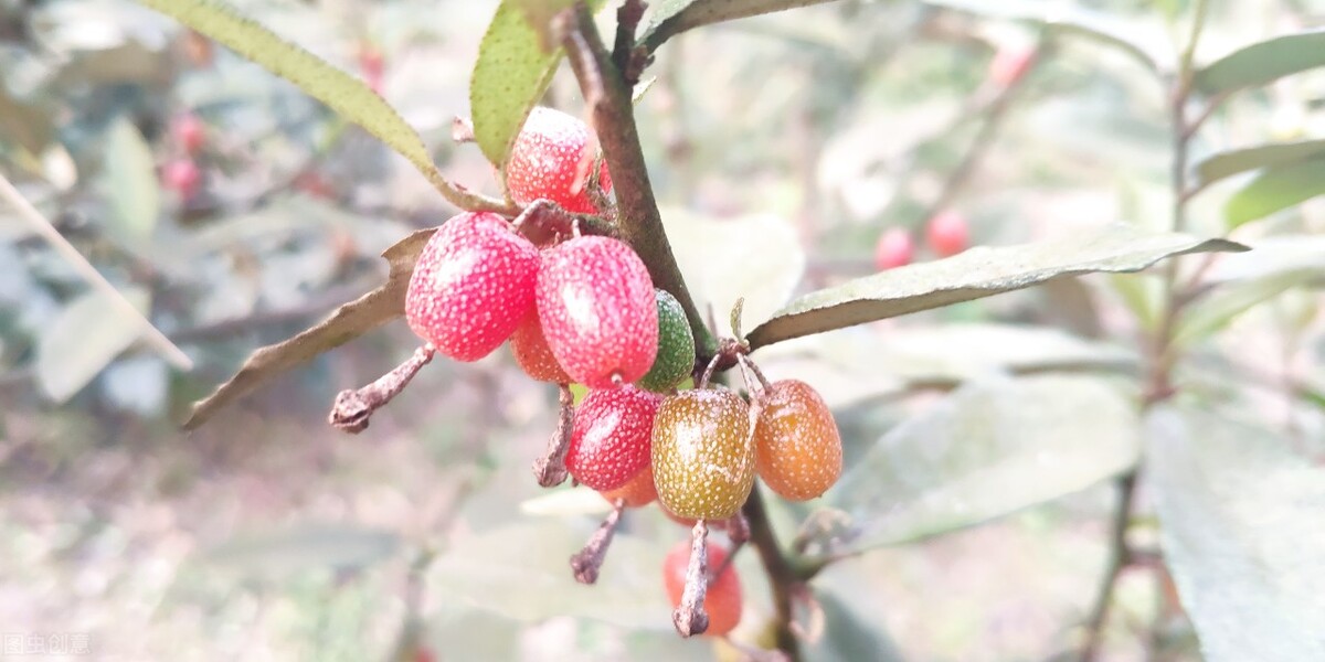 肯定吃过这种野果,很多地方都叫它"羊奶果"或者"牛奶果",我们老家称之