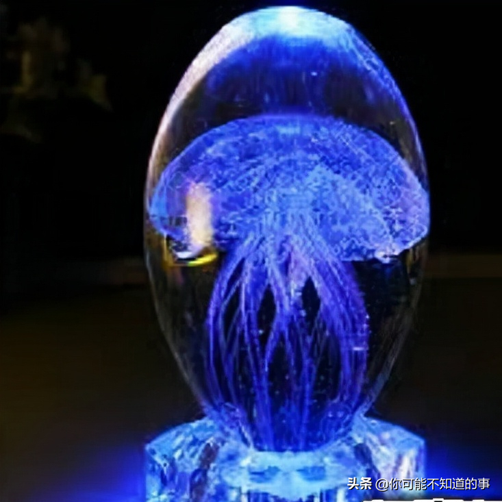 世界十大剧毒水母：海洋中最致命的十种危险生物排行榜
