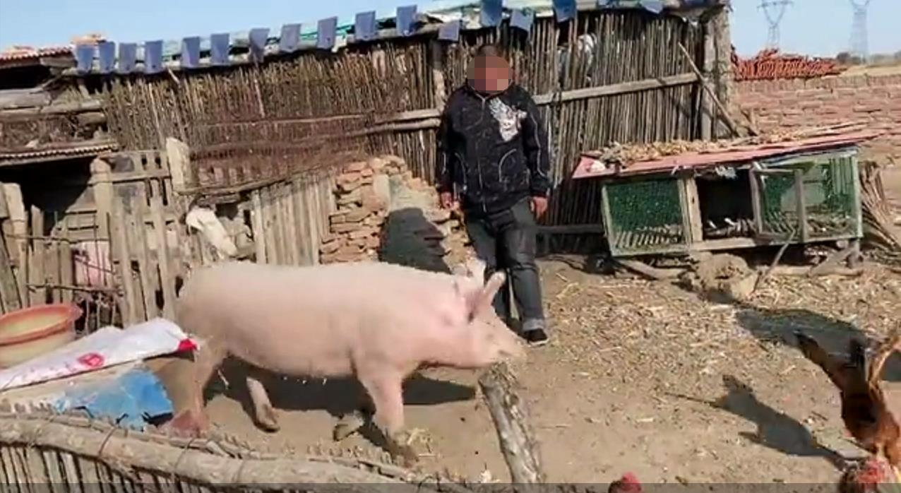 吉林3农民加油站“捡”头母猪被判缓刑，当事人：饲养期间一直等失主出现，没想到会犯盗窃罪