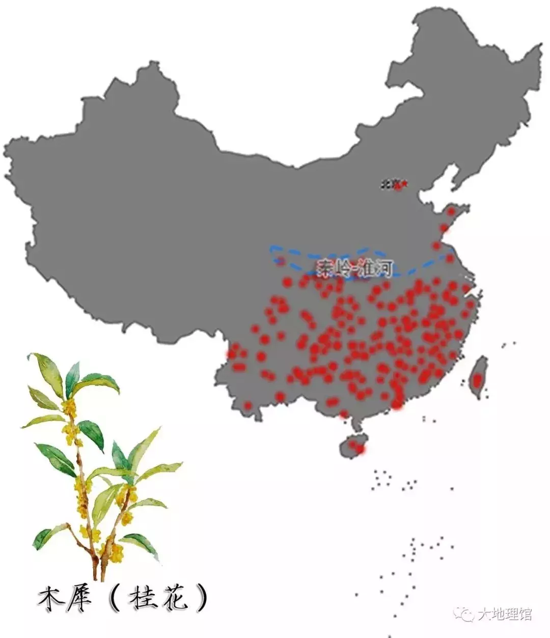 广西为什么被称为“八桂”大地？这里的“桂”到底指什么？