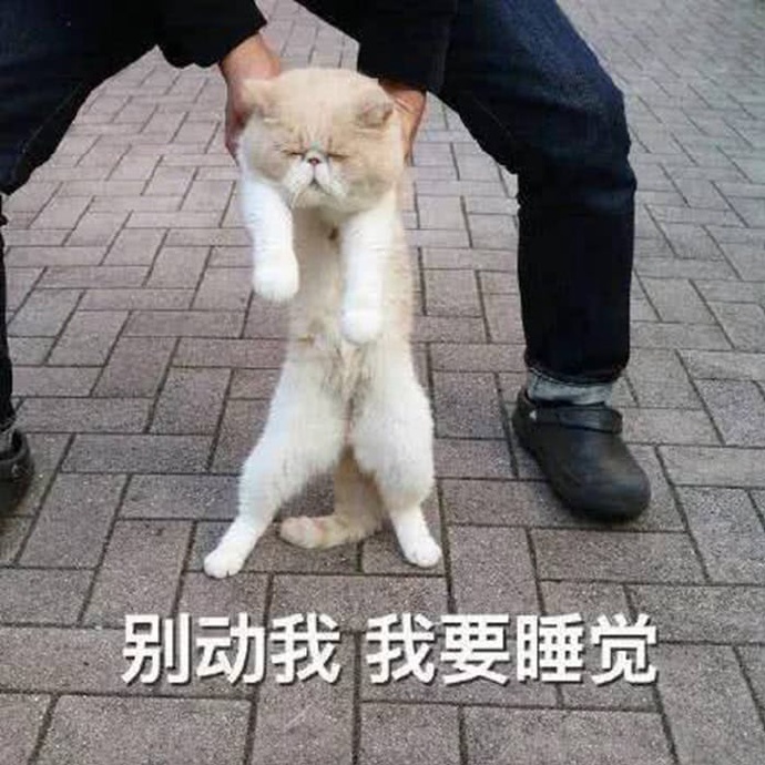 猫咪表情包：你的良心不会痛吗