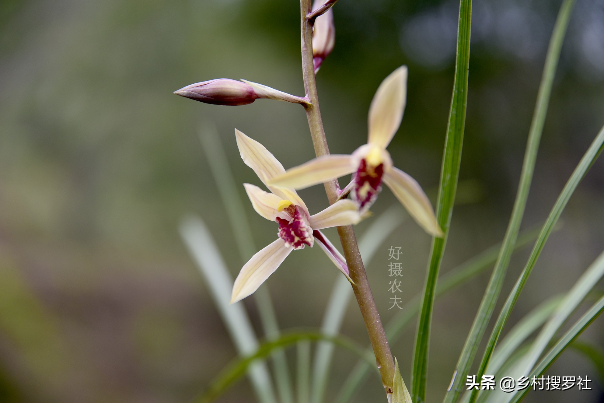 兰花催花技巧，除了露水和磷酸二氢钾，还有两种效果也很不错