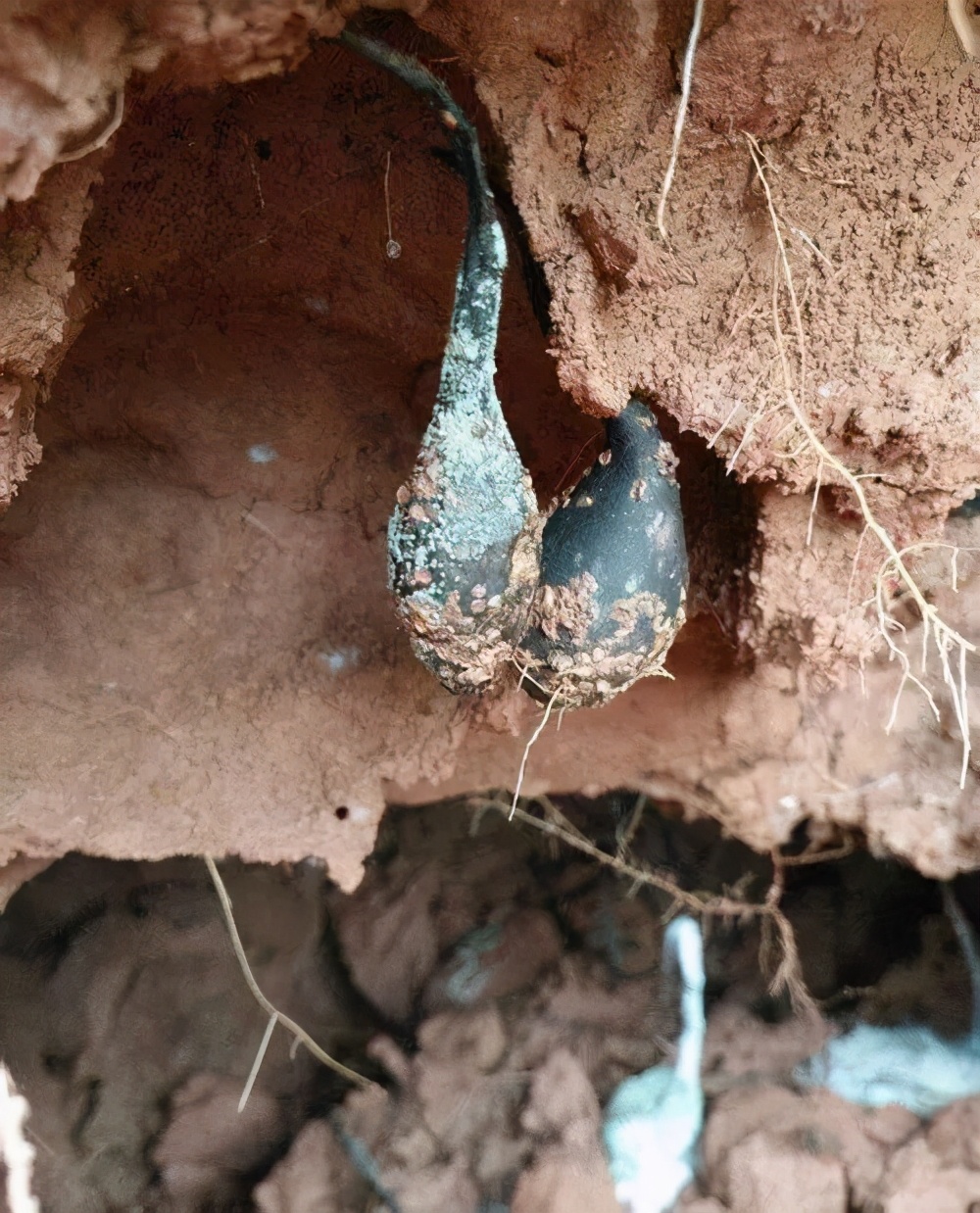 生长在白蚁巢穴中,取天地之灵气而成的乌灵参,一窝能换一套房?