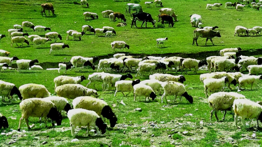 这5个羊品种都是新疆的特产,内地有引进,大家有没有见过?