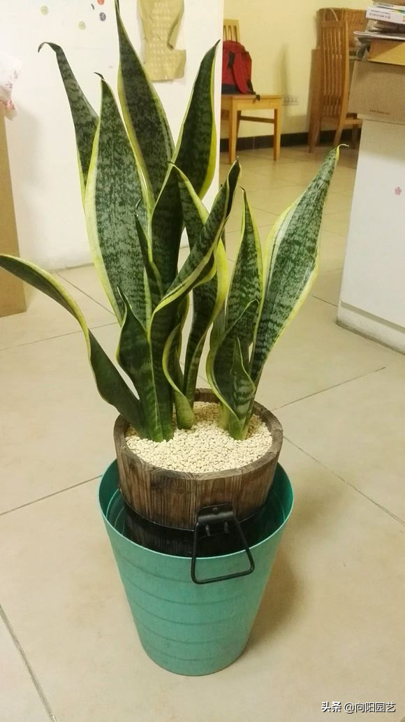 虎皮兰多久浇一次水（虎皮兰的养护大全介绍）