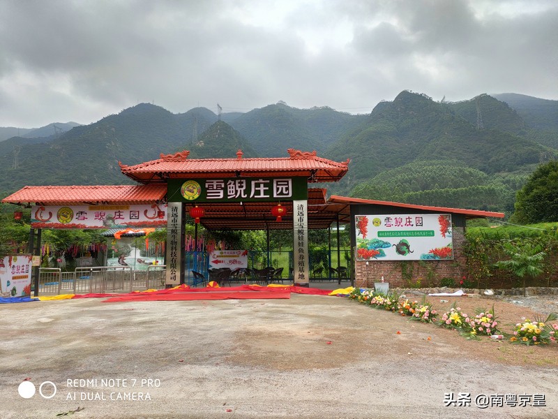 清远北江河边有个小渔村~白庙，还有个娃娃鱼养殖基地雪鲵庄园