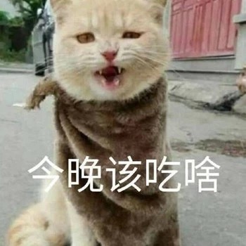 猫咪表情包：我饿啦