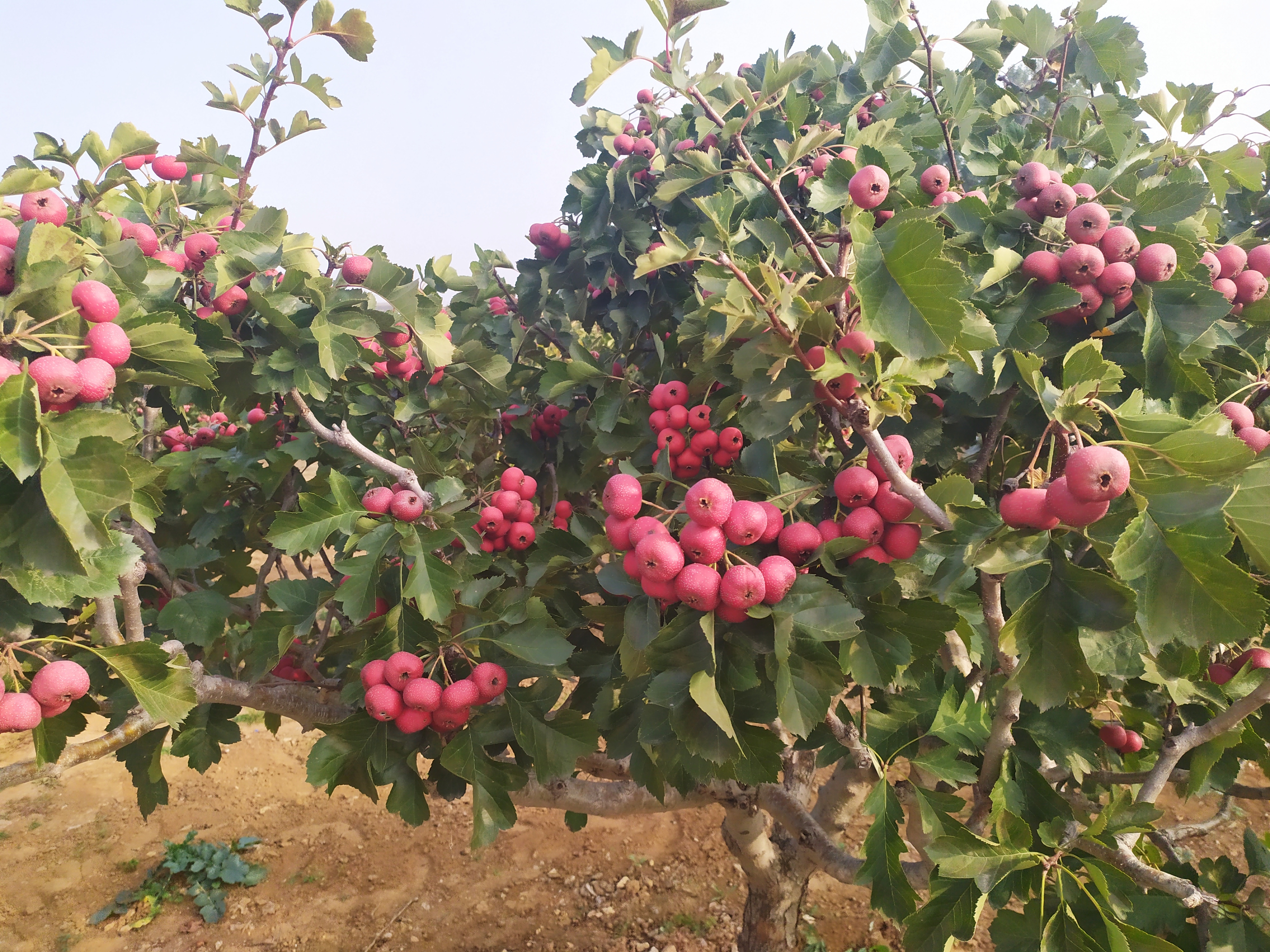 饱满的10月：醉花阴上市，山楂果丰收