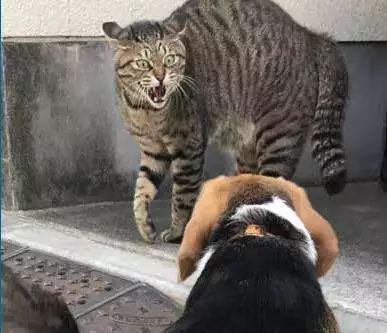 最可怕的猫咪疾病之一——猫传腹到底是怎么一回事？